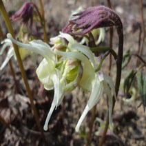 삼지구엽초모종 1주/벌떡찌 선령비주원료 음양곽모종 화분 텃밭상자 베란다재배 잎따먹고 줄기잘라먹고 뿌리캐먹어요 전통차원재료