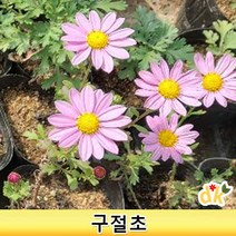 들꽃닷컴]구절초 모종 1set(15개)(분홍 노랑 흰색 선택)_야생화 다년생 노지월동