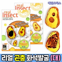 화석발굴 키트 DIY 재료 공룡 곤충 잼스톤 화석 해양화석 과학체험 관찰체험 과학준비물 체험키트 DIY 교육용완구 유물발굴키트 공룡화석 해양화석, 리얼 곤충화석 발굴키트 (대)