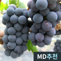[고당도특품] 농장직송 거봉 포도 씨없는거봉 김천 영천 에어포장 500g 1kg 2kg, 1개