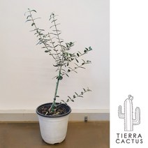 *티에라선인장* 다양한 올리브나무_화이트 세라믹 3size+우드스탠드, 옮겨심기용 포트_대 (흙X화분X)