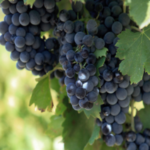 지앤제이 고씨네 프리미엄 아도라포도2kg 크림슨포도 수입포도, one color, free