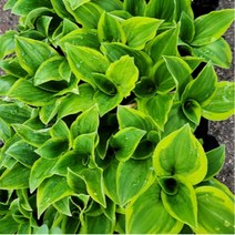 무늬 비비추 구근식물 포트 호스타 무늬 비비추 야생화 식물, 1개