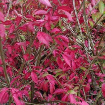 [새싹에서 나무까지] 화살나무 (키 40~50cm)_울타리나무_관목나무