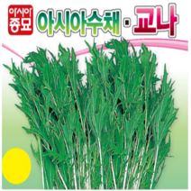 (성실)경수채씨앗 아시아수채(2000립) 3봉