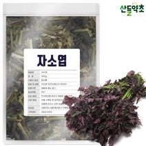 국내산 건조 자소엽 300g 차조기 차즈기 자소엽차 차즈기 자소엽차 자소엽 잎, 자소엽 300gx1팩