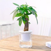 에코벨 자동급수 화분/벽화분 인테리어 미니 베란다 화분, 단품