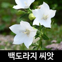 백도라지씨앗 도라지씨앗 도라지 씨앗 ( 1000알 ), 1개