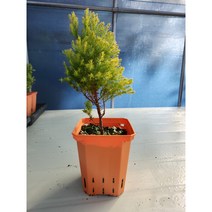 (둥근측백) 라인골드 11cm 사각 컬러포트