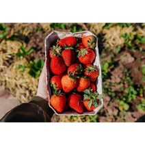 설향 고령 딸기 최상급 프리미엄 당도보장 딸기 800g 1.6kg 내외, 2팩 1.6kg 내외 (48구~56구)