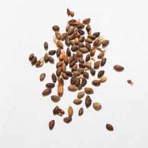 곰솔(해송)씨앗20g(1000립)