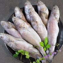 [오대양씨푸드] 자연산민어 10미 제수용생선, 2kg, 1개
