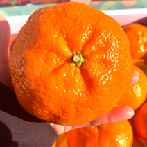 프리미엄 제주 고당도 레드향 선물세트 특품 3kg 5kg 10kg, 레드향/3kg/가정용(대)/11~14과, 1개