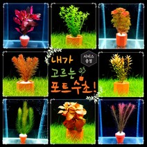 [미초 신상품 리뉴얼] 내가 고르는 포트수초! + 서비스 증정 / 초보자용 어항 수초 / 수초 세트 / 구피 수초, 큰 포트, 06. 레드 카붐바