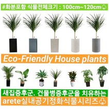 없음 [반값화분] MAIN-대형드라코130(드라세나) 직접배송 축하화분 개업화분 거실화분 카페화분 인테리어화분 아레카야자 극락조 알로카시아 파키라 고무나무, 백구슬