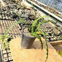 [올식스] 피쉬본 수형 생선뼈선인장 립살리스쇼우 다육식물 다육이 키우기 공기정화식물 개업화분