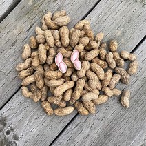 23년 지금수확중 국내산 삶아먹는 햇 생 땅콩 피땅콩 물땅콩, 1개, 10kg