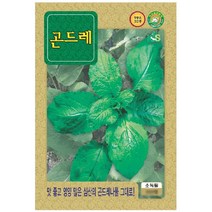 야생나물 씨앗] 곤드레 (고려엉겅퀴) 100립