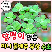 [수초스토어] 검역 피시티아 7뿌리 부상수초 / 구피 새우 어항 수초 쉬운 예쁜 수경식물 미니물배추 은신처 중경 후경 초보 풍성한 흑사 목련물배추 무이탄 치어 베타 열대어