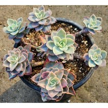 다육king 핑크베라 (단일상품) 다육식물 선인장 (단일상품)