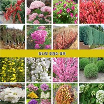 꽃나무 조경수묘목 장미 조팝나무 꽃댕강나무 회양목 측백나무 편백나무 개나리 진달래 철쭉 영산홍 매화나무 벚나무 능소화 치자나무 남천 함박꽃 목단 배롱나무 홍도화 라일락, 황칠나무2년생