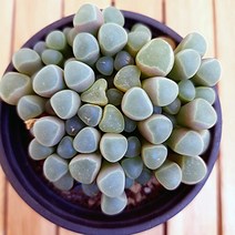 손가락 과자같은 오십령옥 키우기 쉬운 다육식물1-40 랜덤발송, 단품