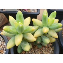 다육이 천대전송금