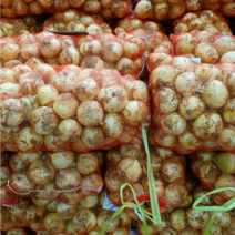 23년 청원농산 햇양파 10kg 20kg, 소(장아찌용), 10kg.