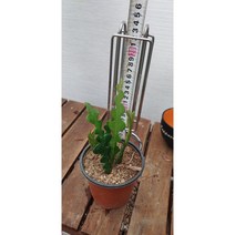 팅커벨 피쉬선인장