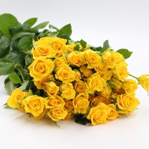 노랑 미니 장미꽃 생화택배 (고속터미널꽃시장 직배송) 꽃예꽃, 비슷한 느낌의 꽃으로 변경(다른꽃or다른색), 금~일요일 구매시 (화요일 도착)