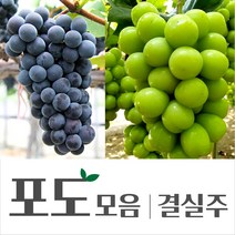 [경민농원]켐벨 결실주 포도나무 4년생, 켐벨(4년)