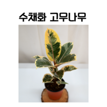 공기정화식물 수채화 고무나무 플랜테리어 키우기쉬운 반려식물 실내식물 셀프테리어 초보식집사 인테리어화분, 1개