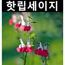 핫립세이지 5치포트 1개/야생화/허브/전국노지월동