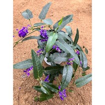 [근이네식물원] 보라싸리/중품