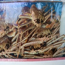 [푸드맛봄] 동해안 구룡포 산지발송 생물 대게 대 1마리 /몸통수율60~65%내외 다리수율, 상세 설명 참조