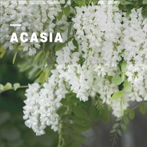 [아로마티끄] 아카시아 프래그런스 오일 (코스메틱등급 스페인산 향료 원액) 석고 방향제 디퓨저 만들기 향수 DIY 캔들 재료 원료-, 110ml (100ml+10ml 더)