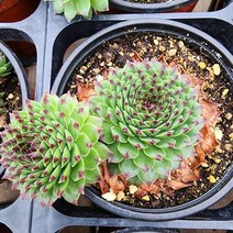 꽃나무팜 (5개한세트) 블랙탑바위솔 월동다육이 국민다육 반려식물 선별배송 다육이키우기