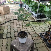 비염에좋은 블랙잭유칼립투스 중품 305099