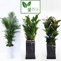 꽃친구 금전수 돈나무 극락조 행운목 뱅갈고무나무 알로카시아 스투키 고무나무 아레카야자 녹보수 개업 축하 화분 전국 당일배송, 아레카야자 사각분 1호, 물받이바퀴받침(10.000원)