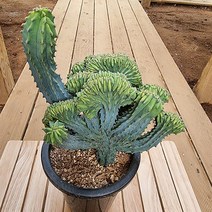 러브코리아 용신목철화 1구 목대 키우기 쉬운 다육 화분1-250 랜덤발송, 단품