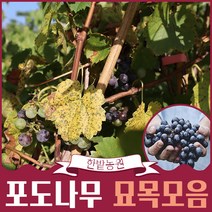 포도나무 묘목모음 4년생 결실주 블랙사파이어 가지포도 캠벨 산머루 거봉 MBA 과일나무키우기, 샤인머스켓 4년생