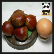 (나무판다) 밤나무 묘목 시리즈, 4. 포르단 접목1년