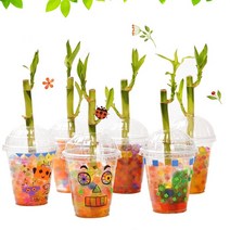 아트랄라 개운죽 기르기 (10인용) 공기정화식물 개운죽키우기 수경재배 천연가습, 단품