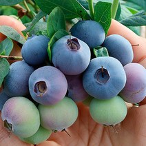 22년국산블루베리생과 생과국산블루베리150g 1kg, 무농약 블루베리_특대 1kg