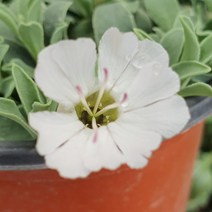 야생화피어나라플라워 흰장구채(1Set 3포트), 1개