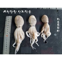 서천장항쭈꾸미/10~18cm/15~18 미