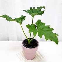 오블리 몬스테라 아단소니 키우기 식물재테크 개업화분 핑크화분, 단품