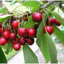 [나무판매] 자연농원 왜성 체리나무 최소구매2개, 스위트하트 특묘 (일반대목 )