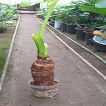 행복한꽃순이 알록카시아
