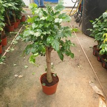꽃백화점 외목대 녹보수 중대품 50~80cm 199, 1개